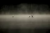 Das Flüstern der Wälder [Blu-ray]