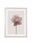Komar Bilderrahmen Holz White mit Art Poster Rose als Set - Größe: 30x40 cm - Wandbild, Dekoration, Blume…