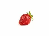 Erdbeerprofi - Erdbeere Korona - 10 Erdbeerpflanzen/Erdbeersetzlinge - gut durchwurzelt - Pflanzzeit: August - September; Ernte: Juni
