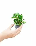 PLNTS - Baby Herbstii Iresine - Zimmerpflanze - Echte Pflanzen für Drinnen - 6cm Topf - Höhe 10cm
