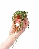 PLNTS - Baby Peperomia Prostrata - Zimmerpflanze - Zwergpfeffer - Echte Pflanzen für Drinnen - 6cm Topf - Höhe 10cm