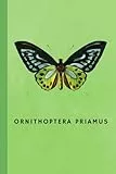 Green Birdwing Notebook: Journal for butterfly lovers (Enchanting butterfly)