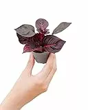 PLNTS - Baby Herbstii Bloodleaf - Zimmerpflanze - Echte Pflanzen für Drinnen - 6cm Topf - Höhe 10cm
