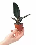 PLNTS - Baby Ficus Robusta (Feigen) - Zimmerpflanzen, Pflanzen Echt, Nachhaltige Verpackung Gummibaum- 6cm Topf - Höhe 15cm - Direkt von der Gärtnerei