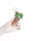 PLNTS - Baby Hoya Mathilde - Zimmerpflanzen, Pflanzen Echt, Nachhaltige Verpackung - 6cm Topf - Höhe 10cm - Direkt von der Gärtnerei