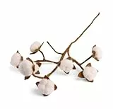 Én Gry & Sif Deko Zweig für Vase I Baumwollzweig Scandi I Handgefertigter Naturfilz Fair-Trade I Baumwollblüten - 1 x - 60 cm