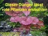 500 ml Wasserpflanzendünger für 3.000 l Aquarium
