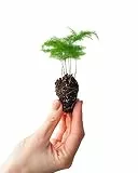 PLNTS - Baby Asparagus Fern - Zimmerpflanze - Echte Pflanzen für Drinnen - 2cm Stecklinge - Höhe 15cm