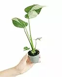 PLNTS - Baby Monstera Thai Constellation - Zimmerpflanze - Echte Pflanzen für Drinnen - 6cm Topf - Höhe 15cm