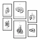 Nacnic-Set von 6 Poster der inneren Organe. Sammlung von Platten mit ästhetischer Collage für Innendekoration. Größen A3 und A4. Rahmenlos