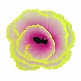 TOPINCN Simulation Salat Koralle Dekor Lebendige Effekte Farbecht Aquarium Koralle Ornament Fluoreszierende Sichere Lebensechte Unterwasserwelt für Aquarien (Lila)