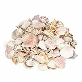 NaDeco Muschelmix, Large 1 kg ca. 4–7 cm, Bastelmuscheln, Maritime Dekoration, Aquarium, Terrarium, Streudeko, Muschelkranz, Naturmuscheln, Schneckenhäuser, Deko Muscheln zum basteln und dekorierenㅤ