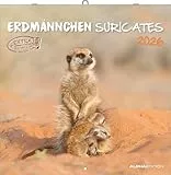 Alpha Edition - Erdmännchen 2026 Broschürenkalender, 30x30cm, Wandkalender mit Platz für Notizen und Termine, Motive von süßen Erdmännchen, Monatsübersicht und Ferientermine DE/AT/CH: Suricates
