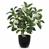 Arborus Kunstpflanze im Topf Künstlicher Lorbeerbaum 42 cm Künstliche Pflanze wie echt im Schwarzen Topf Kunstpflanze mit Lorbeerblumen Grünpflanze für Tisch Deko im Wohn Bad Büro