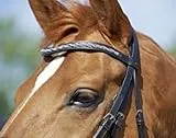 BUSSE Kandare GLAMOUR, Vollblut, schwarz/Ringe-Lack