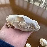 TPMOCS 9pcs echtes Tierschädel Set aus Katze Hund Fuchs Igel Nutria Waschbär Bisamratte Nerz Kaninchen Schädelexemplar für Heimdekoration, Sammlerstücke (Color : Fox)