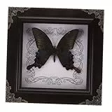 FRCOLOR Vintage Schmetterling Specimen Display Rahmen Dekorativer Schmetterlingsrahmen für Wand und Tischdekoration Natürlicher für Geburtstagsgeschenke und Diy Wohnkultur