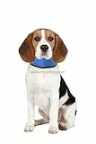 Karlie 515371 Kühlbandana Fresk L: 15 - 25 cm S
