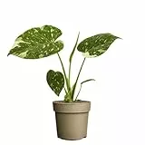 Blumen-Senf Monstera Thai Constellation – panaschierte Fensterblatt Zimmerpflanze | seltene Grünpflanze mit weißer Zeichnung | ca. 25 cm hoch | Topf Ø 11 cm | pflegeleicht & dekorativ