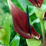 Dracunculus vulgaris - Blumenzwiebeln Mehrjährig Winterhart - Gemeiner Drachenwurz Knolle - 1 Zwiebel in Großformat 30/32 - Pflanzen aus Holland - für Garten or Töpfe (große Knollen, kein samen)