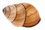 NaDeco Helicostyla rufogastra, Größe ca. 4-5cm | Helix rufogaster | Landschnecke | Deko-Schnecke | Deko-Schneckenhaus | Braune Deko-Schnecke | Maritime Deko | Muscheln und Schnecken
