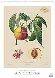 Pierre Antoine Poiteau: Alte Obstsorten 2026 – DUMONT Kunst-Kalender – Poster-Format 50 x 70 cm