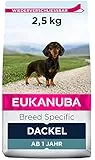 Eukanuba Breed Specific Dackel Trockenfutter - optimal auf die Rasse abgestimmtes Premium Hundefutter mit Huhn, 2,5 kg