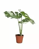 PLNTS - Monstera Thai Constellation - Zimmerpflanzen, Pflanzen Echt, Nachhaltige Verpackung - 15cm Topf - Höhe 60cm - Direkt von der Gärtnerei