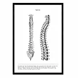 Nacnic Anatomie Poster | Vintage Stil Wanddekoration Abbildung von Wirbelsäule, Muskeln und Knochen | Verschiedene menschliche Körper, Biologie und Medizin Bilder | Größe A3.