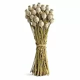 NaDeco Getrocknete Mohnkapseln Natur im Bund ca. 60cm – Trockenblumen Mohn Deko – Mohnkapseln getrocknet zum Basteln & Dekorieren – Floristik, Hochzeit, Herbstdeko, DIY Naturmaterial – 150gㅤ