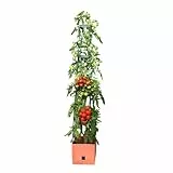 BioGreen Pflanzen-Aufzucht-Turm „Maxitom“ mit Rankhilfe und 2 Liter Wasserspeicher | 16 Liter Fassungsvermögen | 150 cm Höhe | Farbe: terracotta