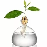 Hiceeden Avocado Samen Starter Pflanzgefäß Vase, Klare Avocado Baum Anbauvasen, Mittlere Avocado Baum Anbau Kit, Pflanzgefäß, Geschenk für drinnen und draußen