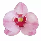 dekora – Essbare Blumen für Torten, Esspapier-Tortendeko, 10 rosa Orchideen 8,5 x 7,5 cm, ohne Zucker, glutenfrei, laktosefrei, Tortendeko essbar für Hochzeit, Geburtstag und Taufe