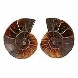 Ammonit Fossil exemplar, Shell Madagascar Fossil Shell exemplar Natursteine ​​und Mineralien exemplar für die grundlegende biologische naturwissenschaftliche Ausbildung 2 Stück(4cm)