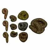 Cabilock 10stücke Kackhaufen Spielzeug Realistische Scherzartikel Für Hunde Partyzubehör Und Aprilscherze Robustes Material Lebensechtes Aussehen Und Textur