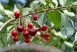 Kirschbaum Safir(S) | 80-120 cm Lieferhöhe | Sehr saftige Sauerkirsche als Terrassenobst |