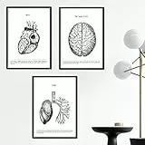 Nacnic satz von 3 postern mit bildern des menschlichen körpers | sammlung von schwarz-weiß bildern über biologie, gesundheit, anatomie und medizin | herz, gehirn und lunge.