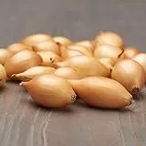 Dutch Bulbs Wintersteckzwiebeln Shakespeare (500 gr) - Steckzwiebeln Winterhart - Hoher Qualität aus Holland (kein Samen) - Mild scharfe Gemüsezwiebel - Steckzwiebel größe 14-21 mm