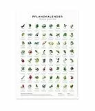 531 Rheinland Design Pflanzkalender und Aussaatkalender für den Garten, Aussaatzeiten für 64 verschiedene Gemüsesorten als Poster in Farbe mit und ohne Rahmen (50 x 70 cm, Poster)