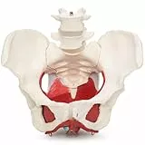Cranstein A-371 Weibliches Becken Modell | mit Organen