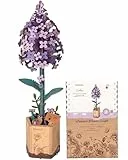ROWOOD 3D Puzzle Holz Lila, DIY-Blume Aus Holz, Modellbausätze Für Künstliche Blumen Zum Zusammenbauen Für Erwachsene, Beste Heimdekoration Und Valentinstags-Spielzeug-Geschenkset