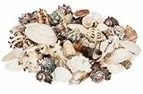 NaDeco Muschelmix, 'Large', Gewicht ca. 1kg | Deko-Muscheln und Deko-Schnecken | Bastelmuscheln | Muscheln zum Basteln | Deko-Muscheln | Deko-Schnecken | Maritime Dekoration | Muscheln und Schnecken