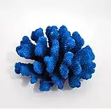 Steinkoralle,12 x11 x7 cm, SPS, Aquarium Meerwasser Korallen, Blumenkohl blau