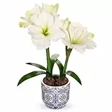 Arborus künstliche Blume Künstliche Amaryllis im Topf 46 cm Dekoblumen Unechte Blumen im Topf aus Keramik Weiße Blumen in Vase für Modern Vintage Boho Deko auf Tisch Regal Balkon Fensterbank