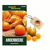 Physalis Andenbeere Kapstachelbeere Samen - Physalis peruviana - Andenbeerensamen - Obstsamen - Saatgut für 50 Pflanzen