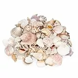 NaDeco Potpourri Muschelmix Large 1 kg ca. 4–7 cm, Muscheln zum basteln, Deko Muschel Potpourri, Maritime Dekoration Naturmuscheln Sea Shells, für Aquarium Terrarium Tischdeko Streudeko Muschelkranzㅤ