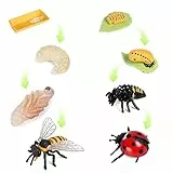 SIENON 8 Stücke Insekt Lebenszyklus Figuren von Honigbiene und Marienkäfer-Plastik Insekt Tier Wachstumszyklus Kit Montessori Spielzeug Lernwerkzeuge Schule Projekt für Kinder 3-8 Jahre alt