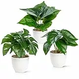 PASCH® 3er Set Kunstpflanzen wie echt (18cm) in bruchfesten Melamintöpfen | Kunstpflanzen im Topf | Künstliche Pflanzen im Topf | Kunstblumen Fake Plant