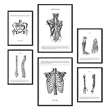 Nacnic-Set von 6 Anatomie-Poster. Sammlung von Platten mit ästhetischer Collage für Innendekoration. Größen A3 und A4. Rahmenlos