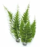 biOrb 46066 Winterfarn Set 2, grün – künstliche Aquariumpflanzen, naturnahe Wasserpflanzen für Süßwasseraquarien und Meerwasseraquarien